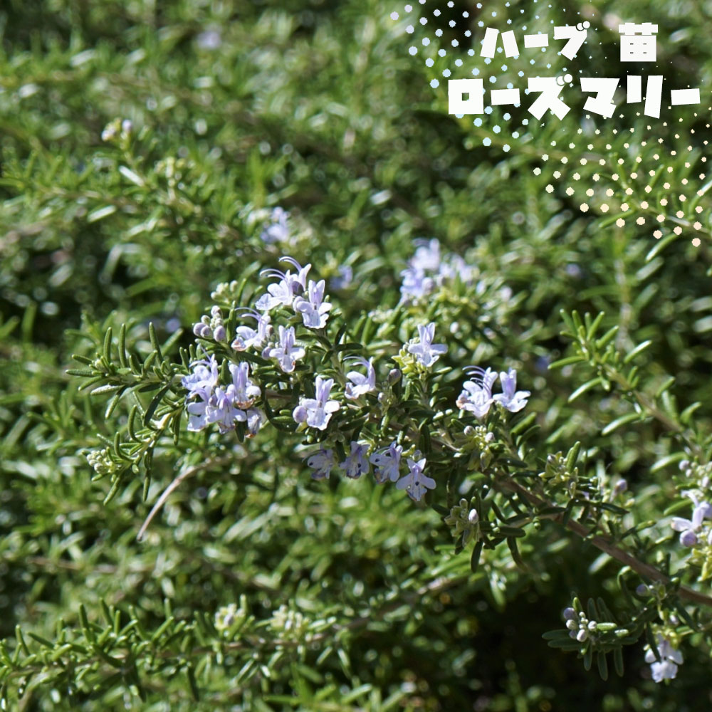 ローズマリー 在来種 