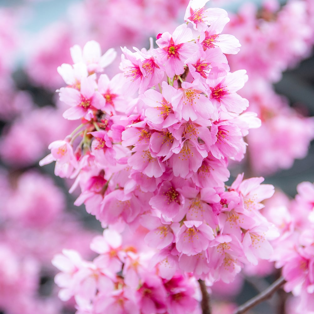 さくら プリンセス雅 2