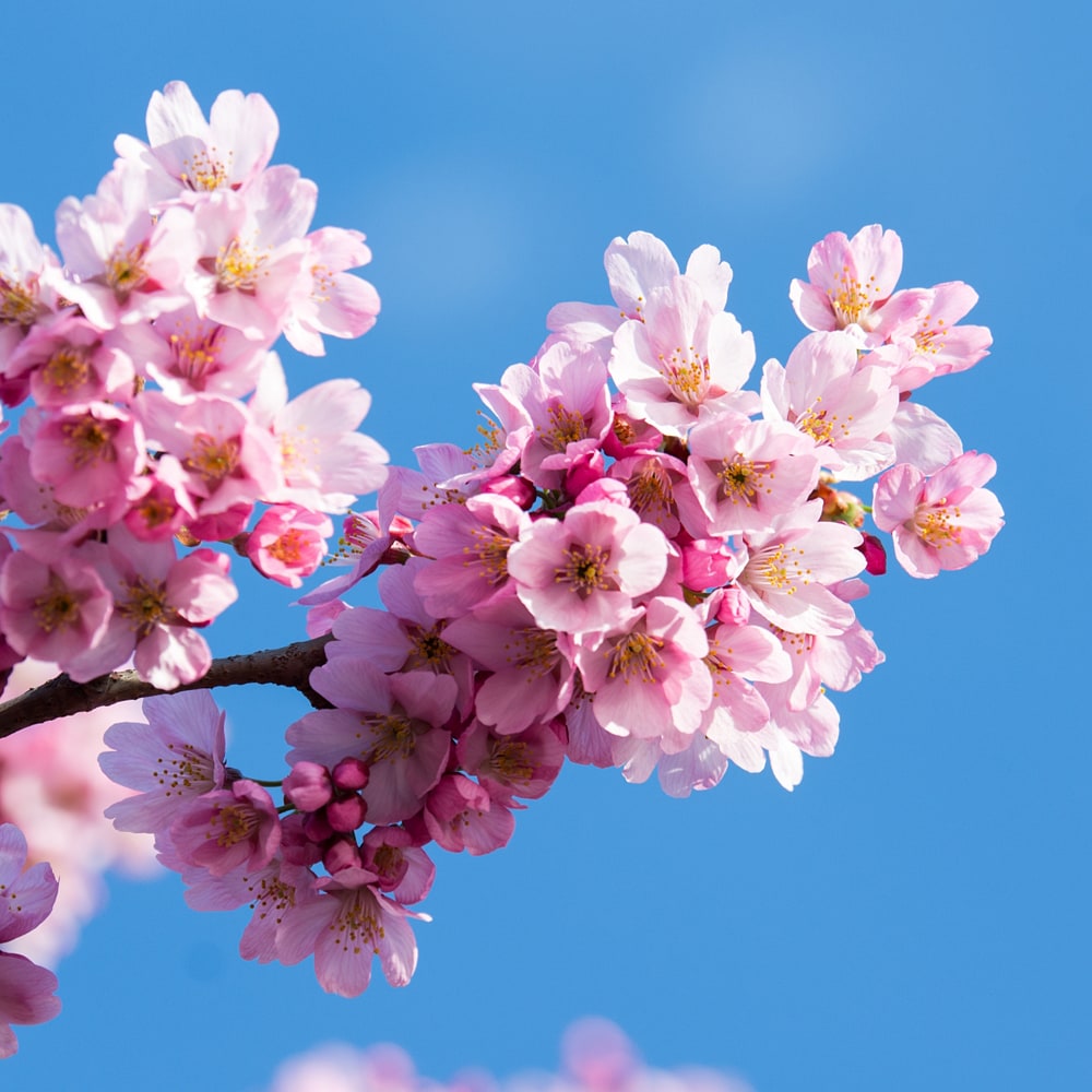 さくら プリンセス雅 1