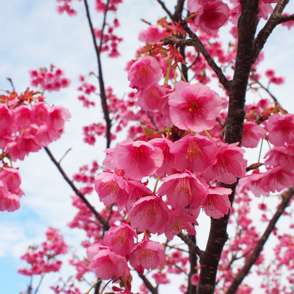 さくら 赤花土肥桜 1