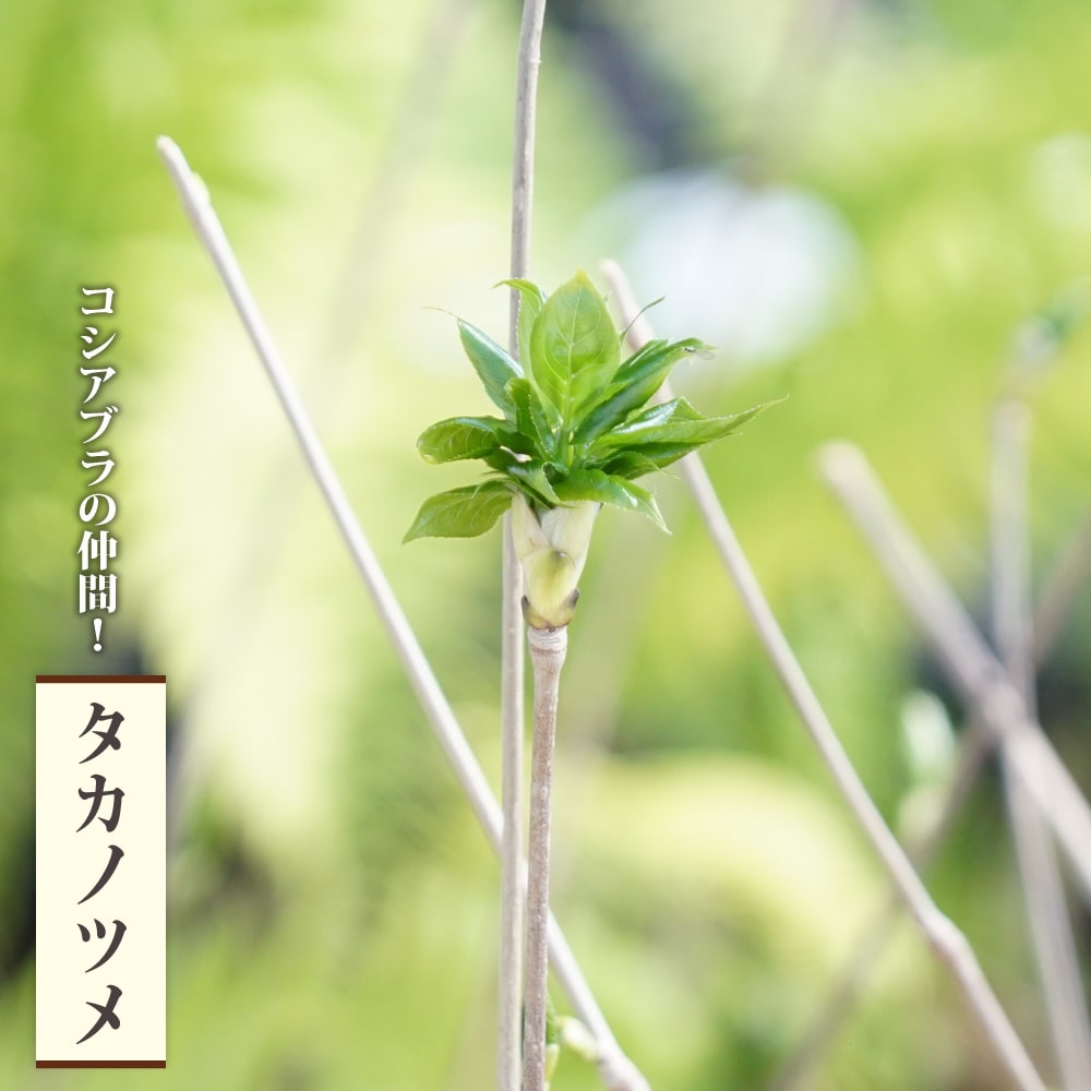 タカノツメ タカノツメ 