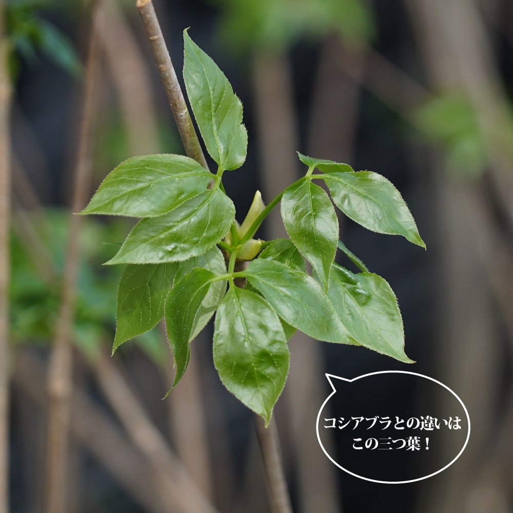 タカノツメ タカノツメ 2