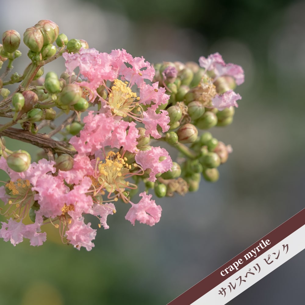 サルスベリ ピンク 