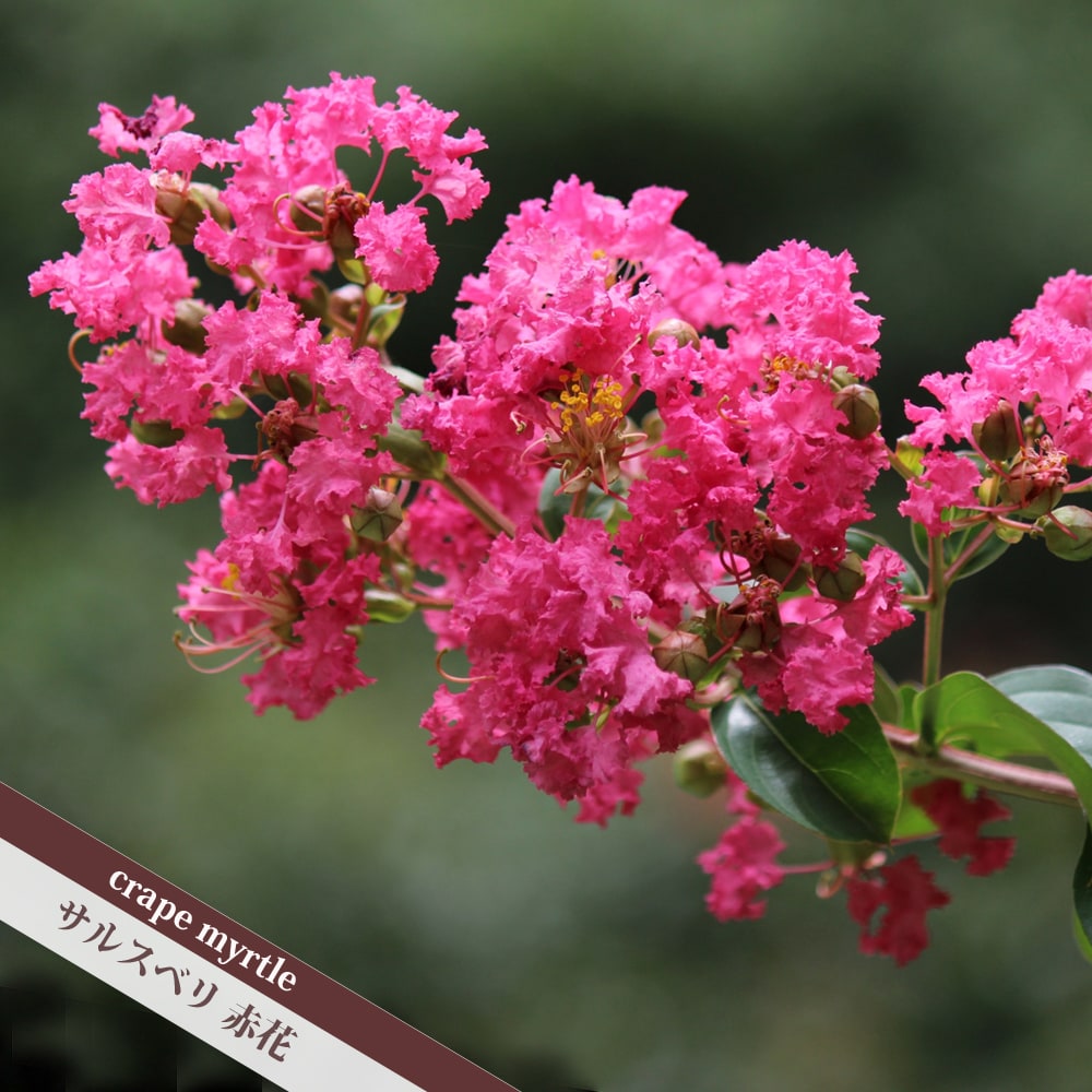 サルスベリ 赤花 