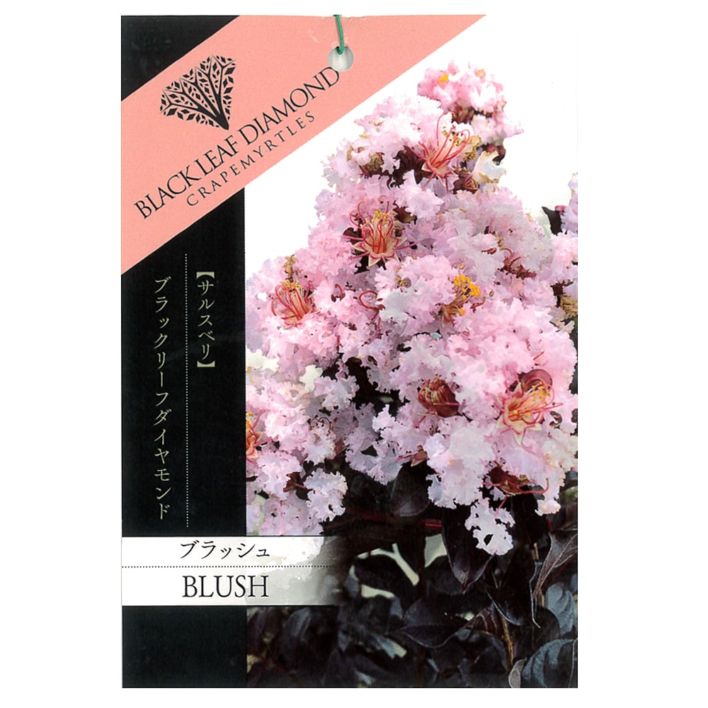 サルスベリ ブラッシュ 