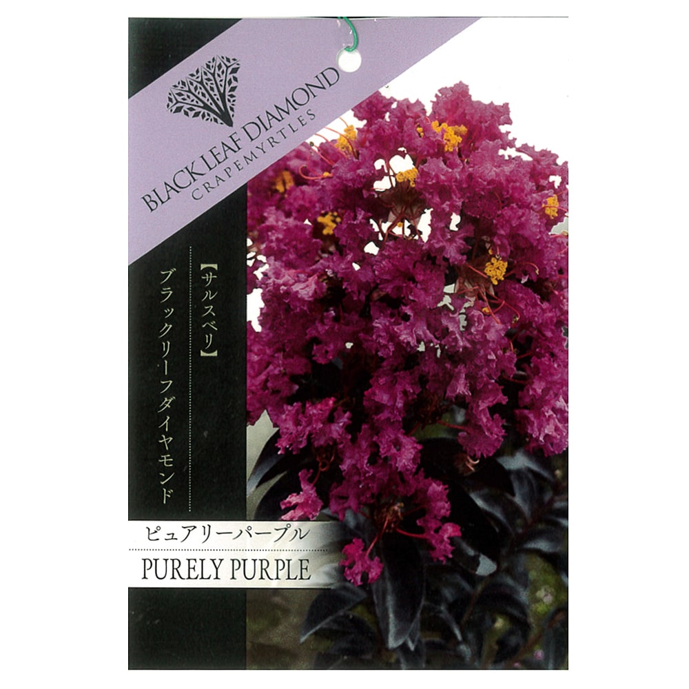 サルスベリ ピュアリーパープル 