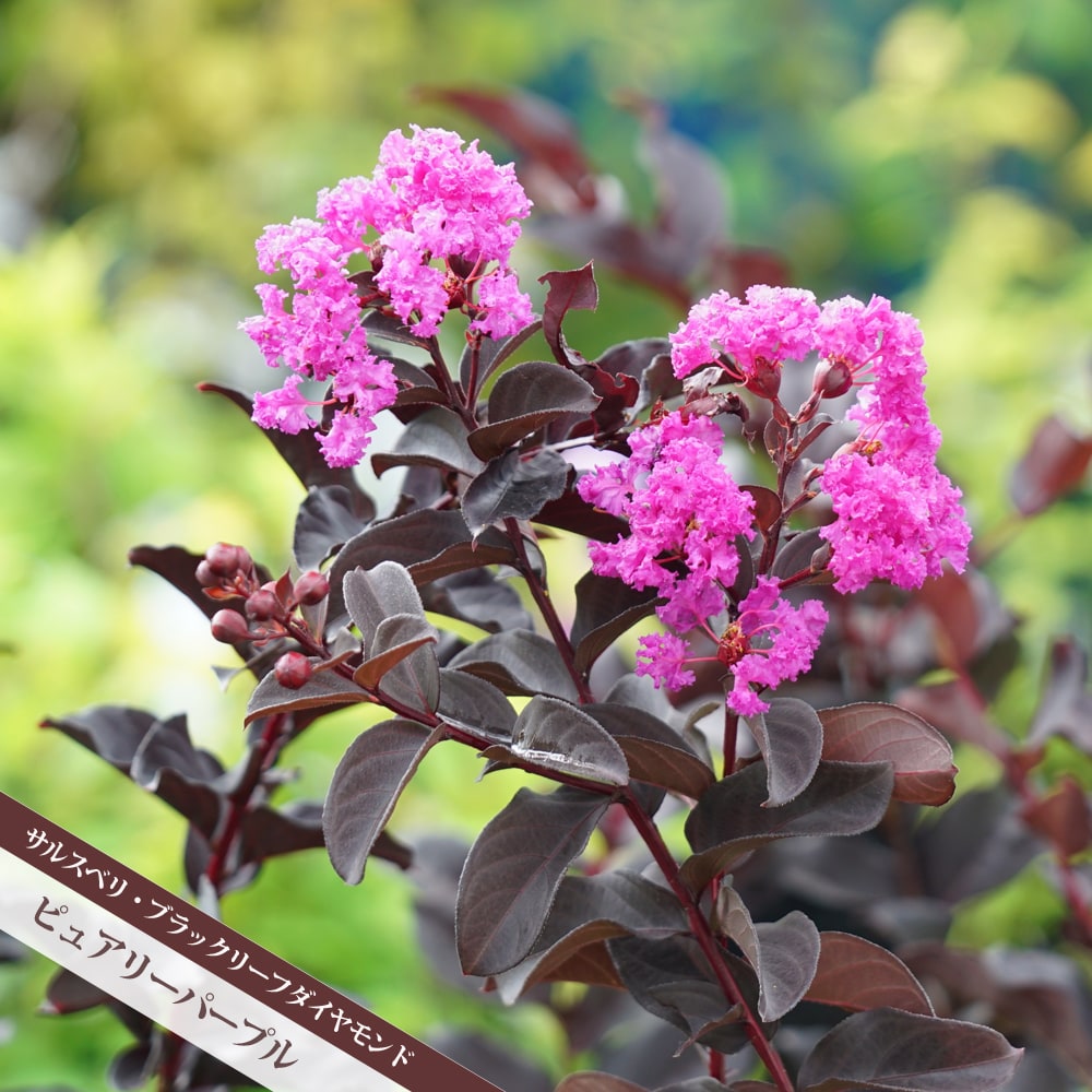 サルスベリ ピュアリーパープル 