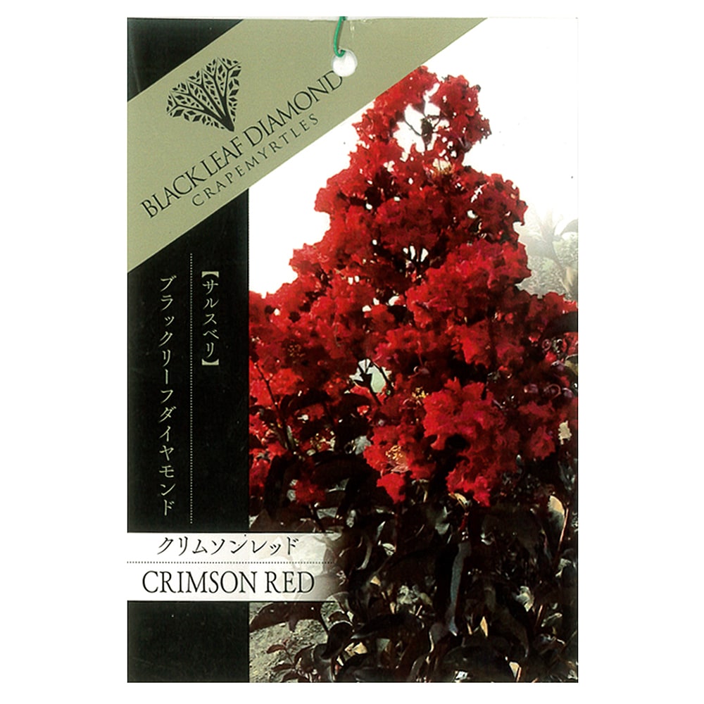サルスベリ クリムゾンレッド 