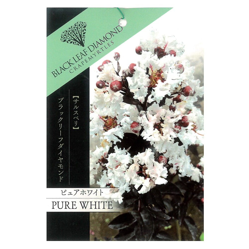 サルスベリ ピュアホワイト 