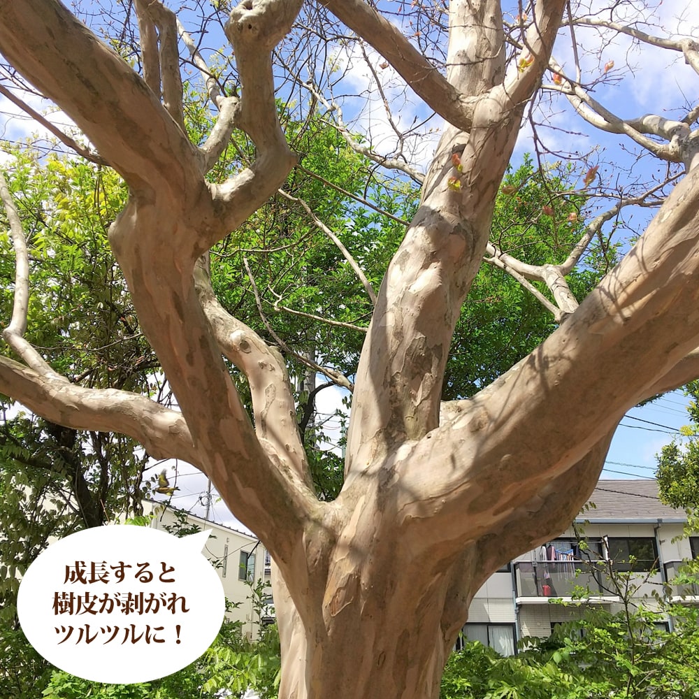 サルスベリ 樹皮