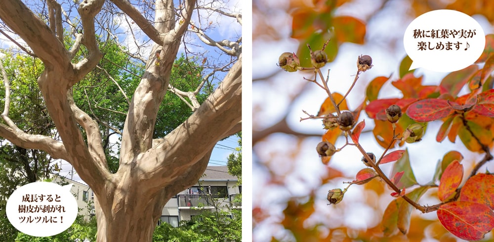 サルスベリ 魅力