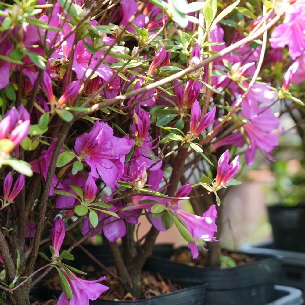 サツキ 伊勢路紫 1