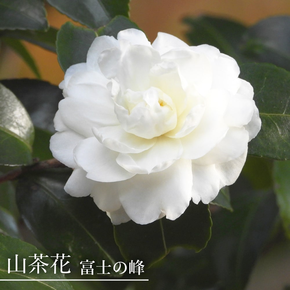 サザンカ 富士の峰 
