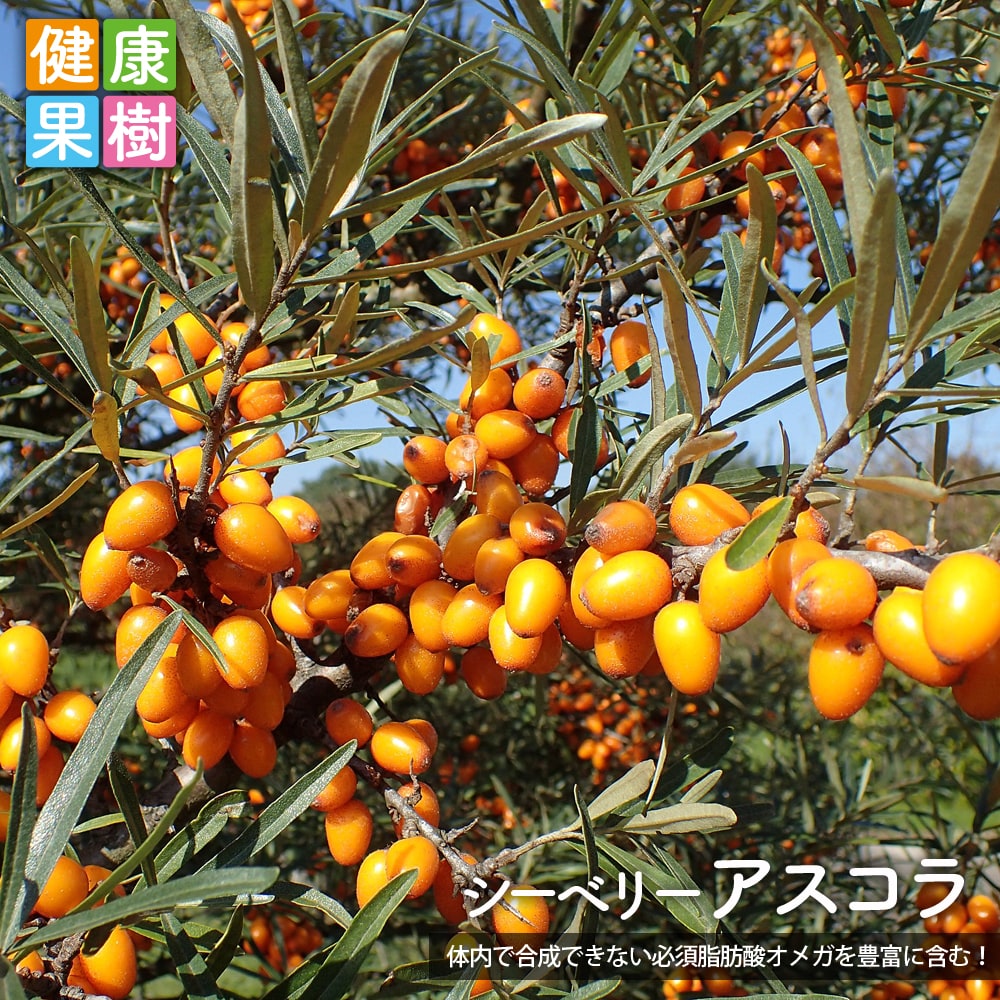 シーベリー アスコラ 