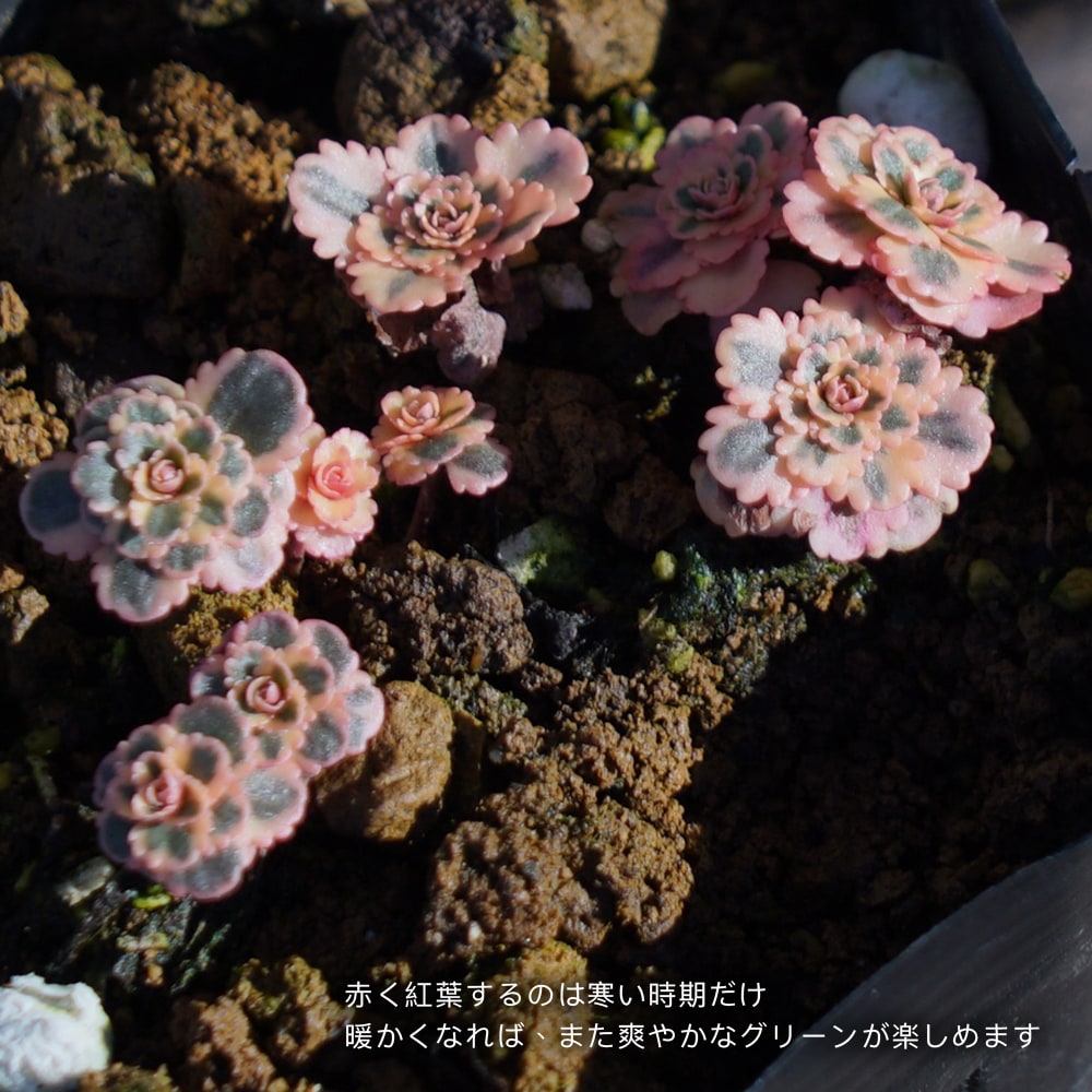 セダム アトランティス 1