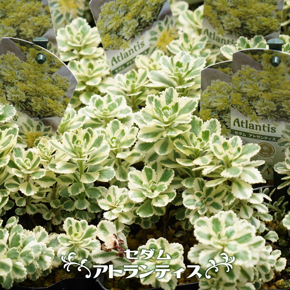 セダム アトランティス 