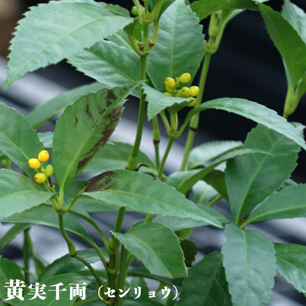 千両黄実