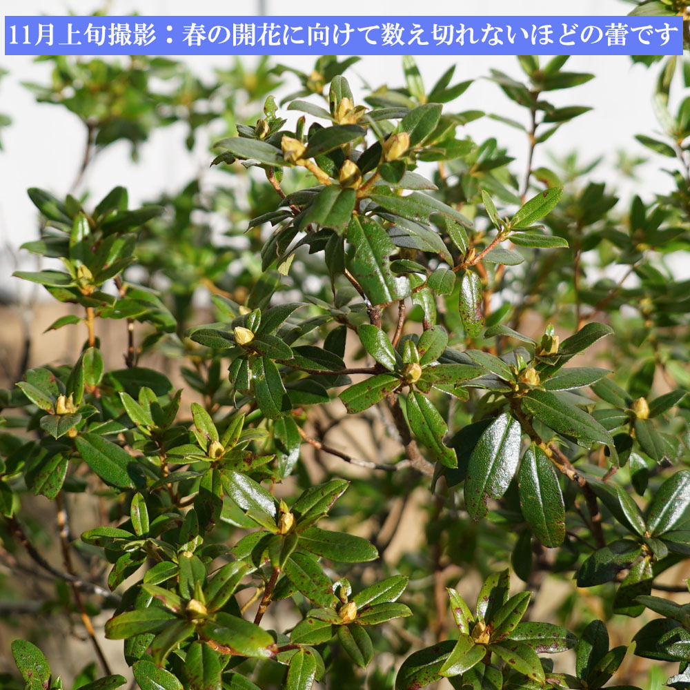 シャクナゲ ブルーダイヤモンド 2