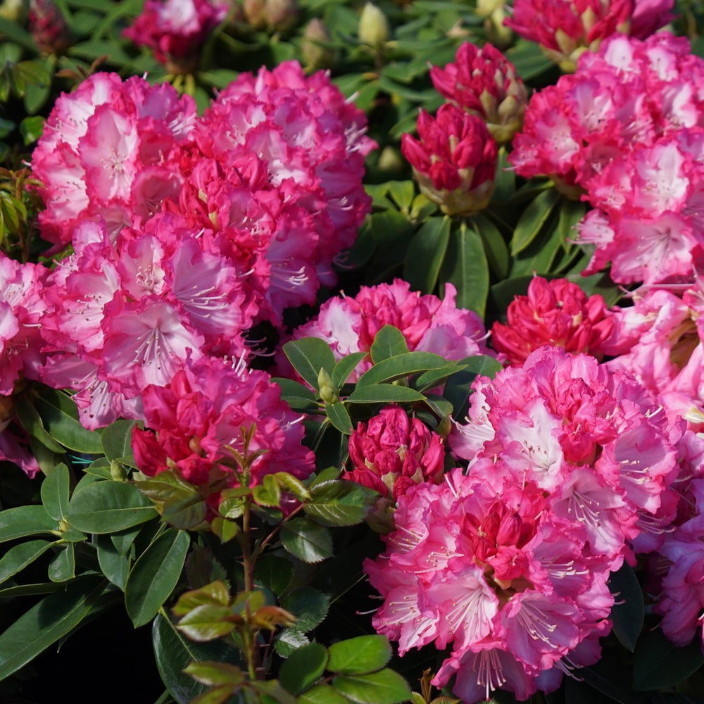 シャクナゲ 夢路 2