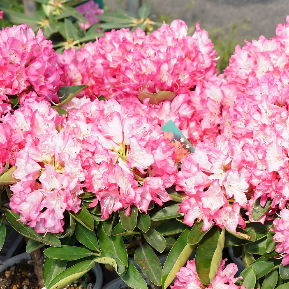 シャクナゲ 火祭 2