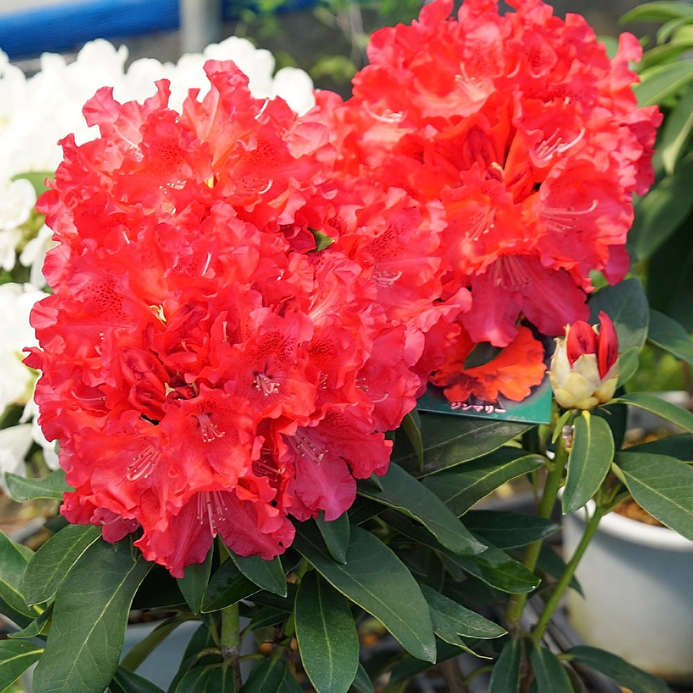 シャクナゲ ジンマリー 苗 販売 苗木部 By 花ひろばオンライン