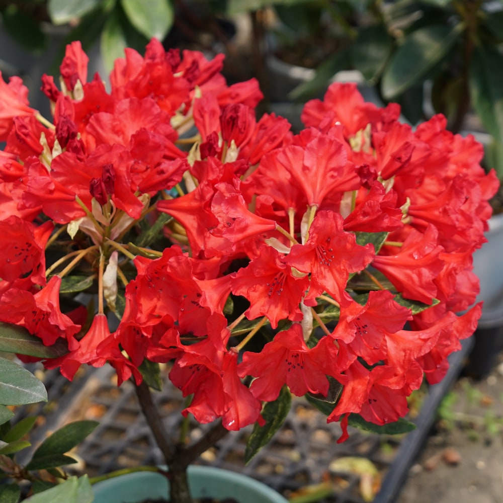 シャクナゲ 越の紅富士 3