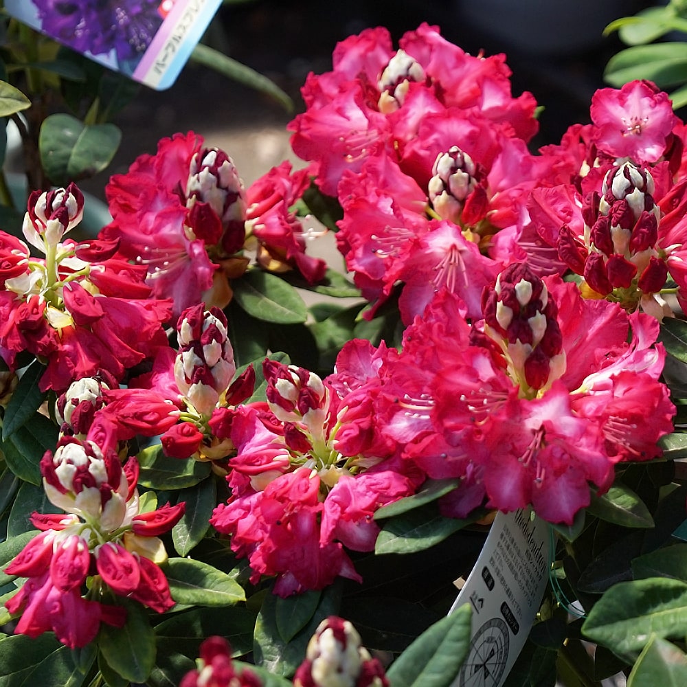 シャクナゲ 紅小町 1