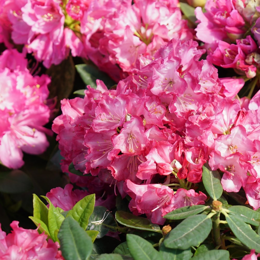 シャクナゲ 紅小町 2