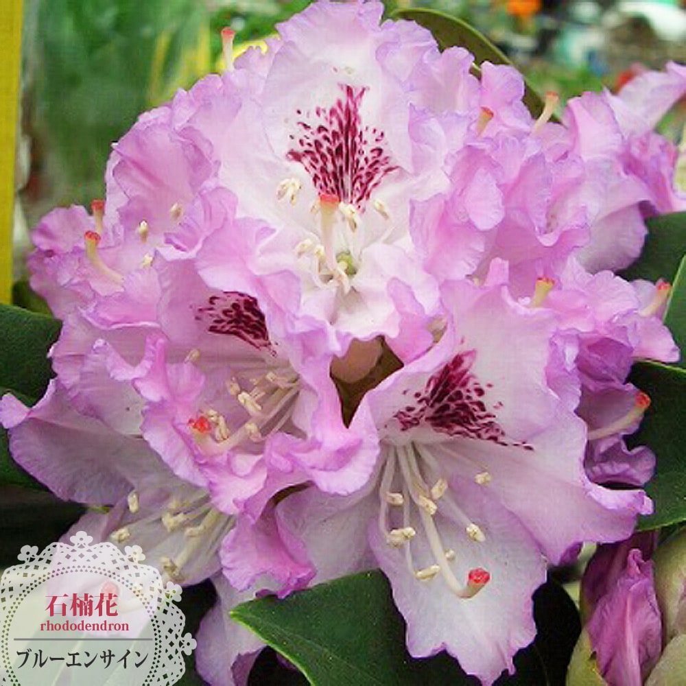 シャクナゲ ブルーエンサイン 