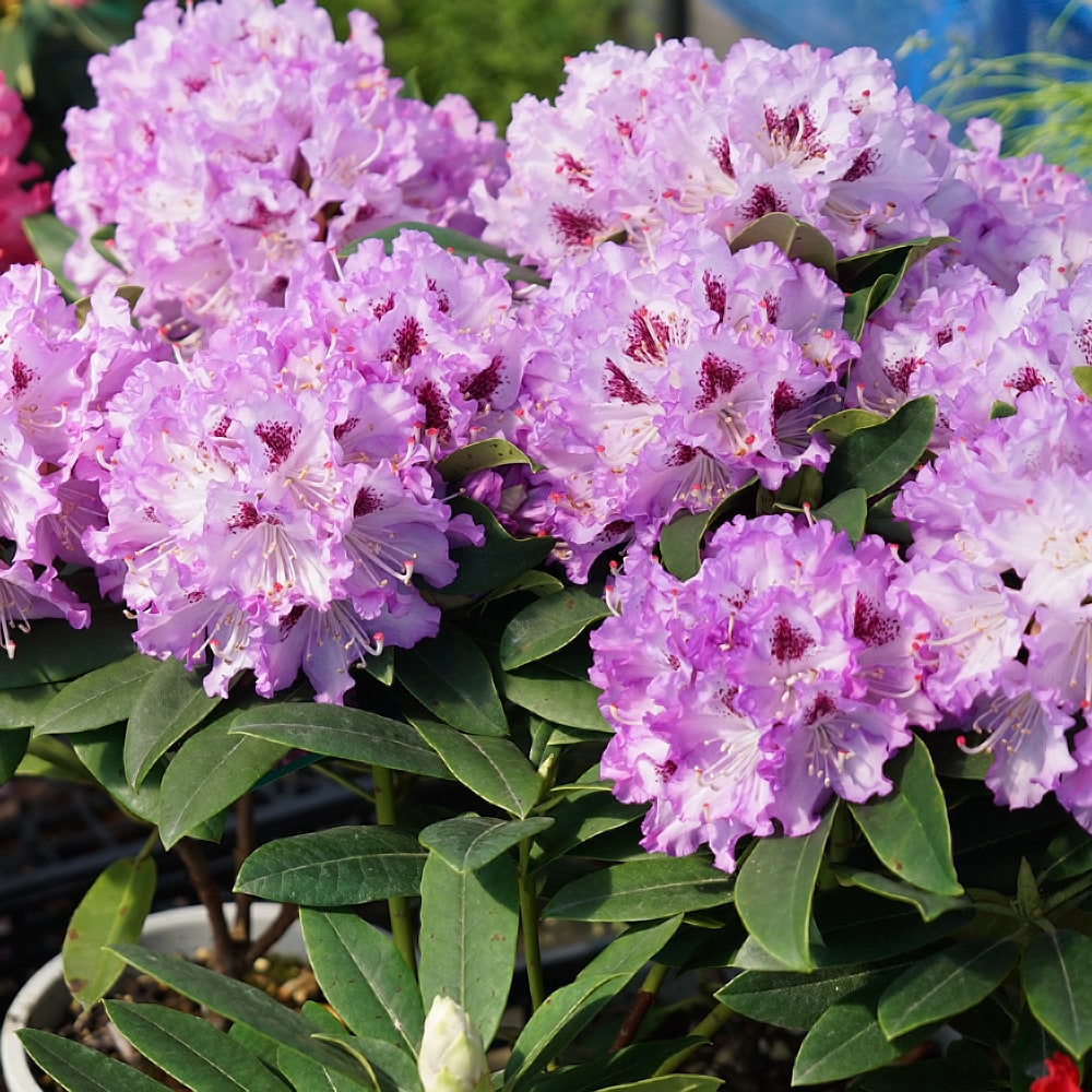 シャクナゲ ブルーエンサイン 1