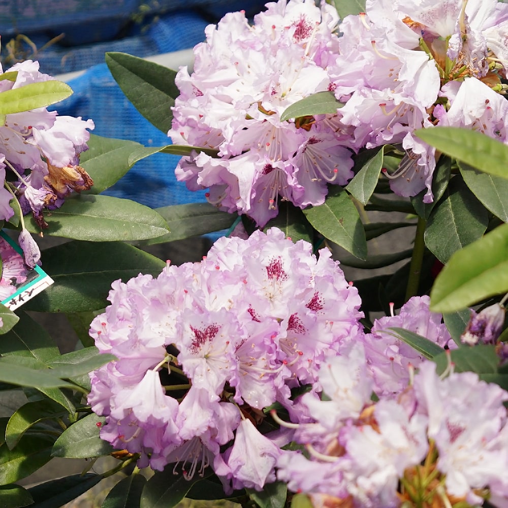 シャクナゲ ブルーエンサイン 3