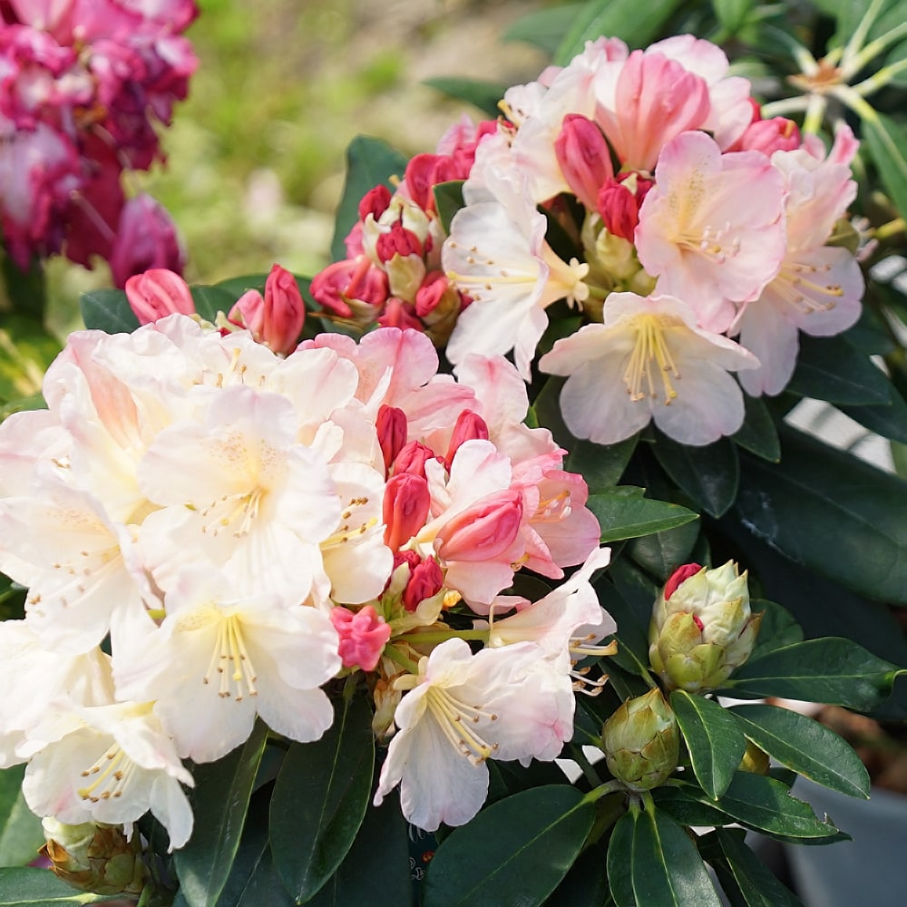 シャクナゲ パーシーワイズマン 3