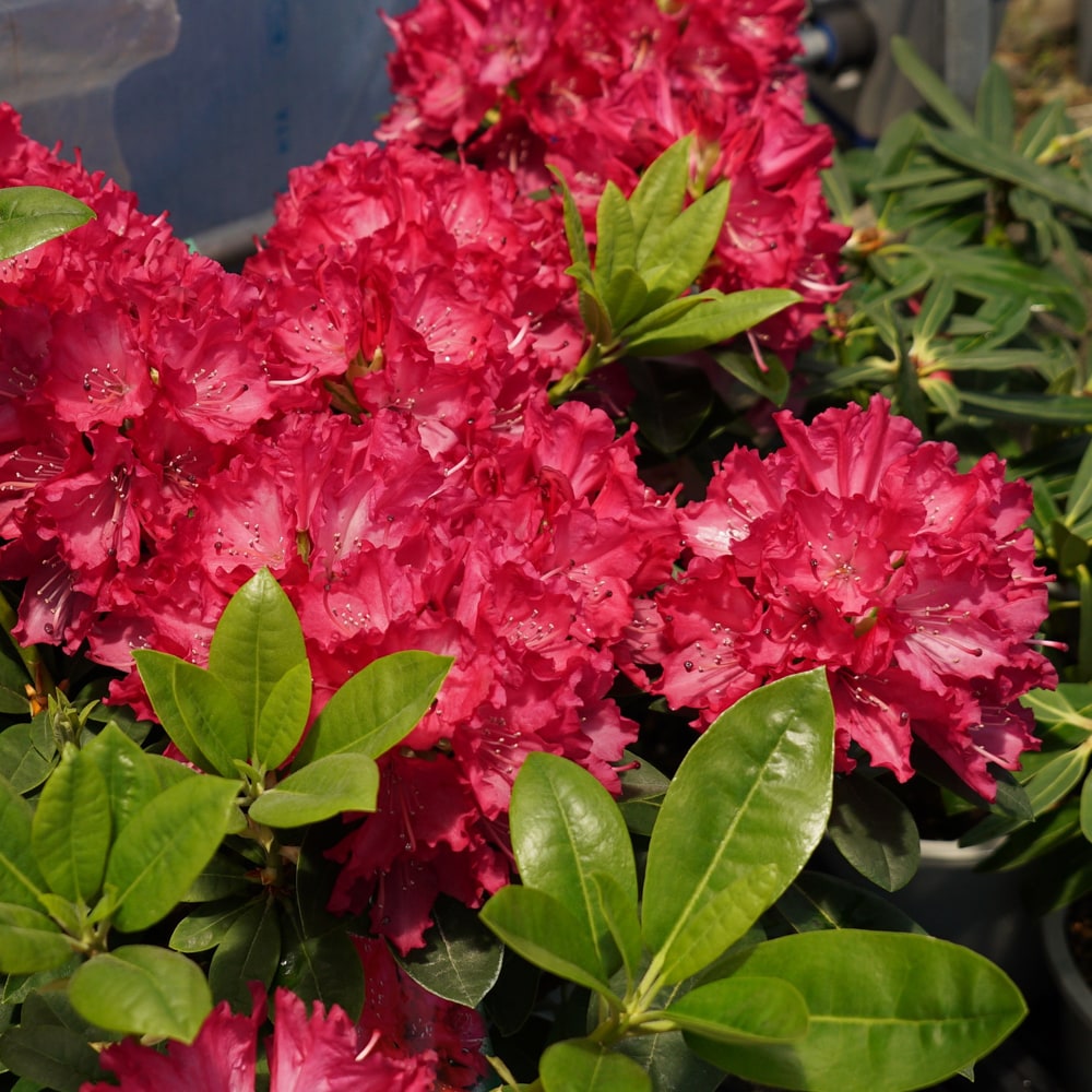 シャクナゲ ピンクフェアリー 1