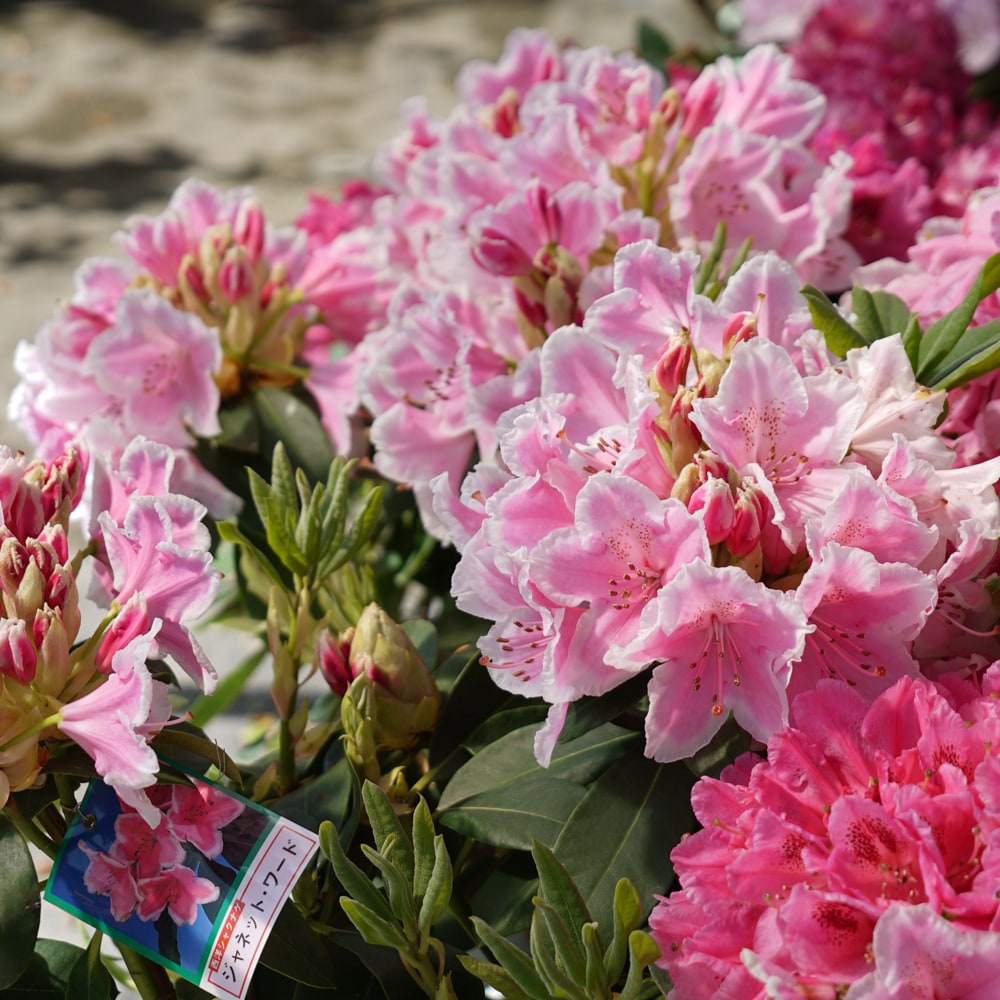 シャクナゲ ジャネットワード 1