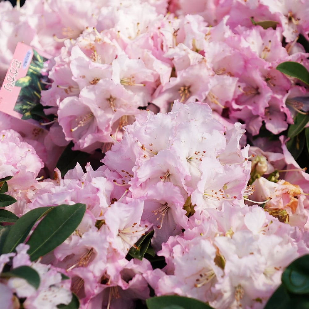 シャクナゲ 花かがり 2