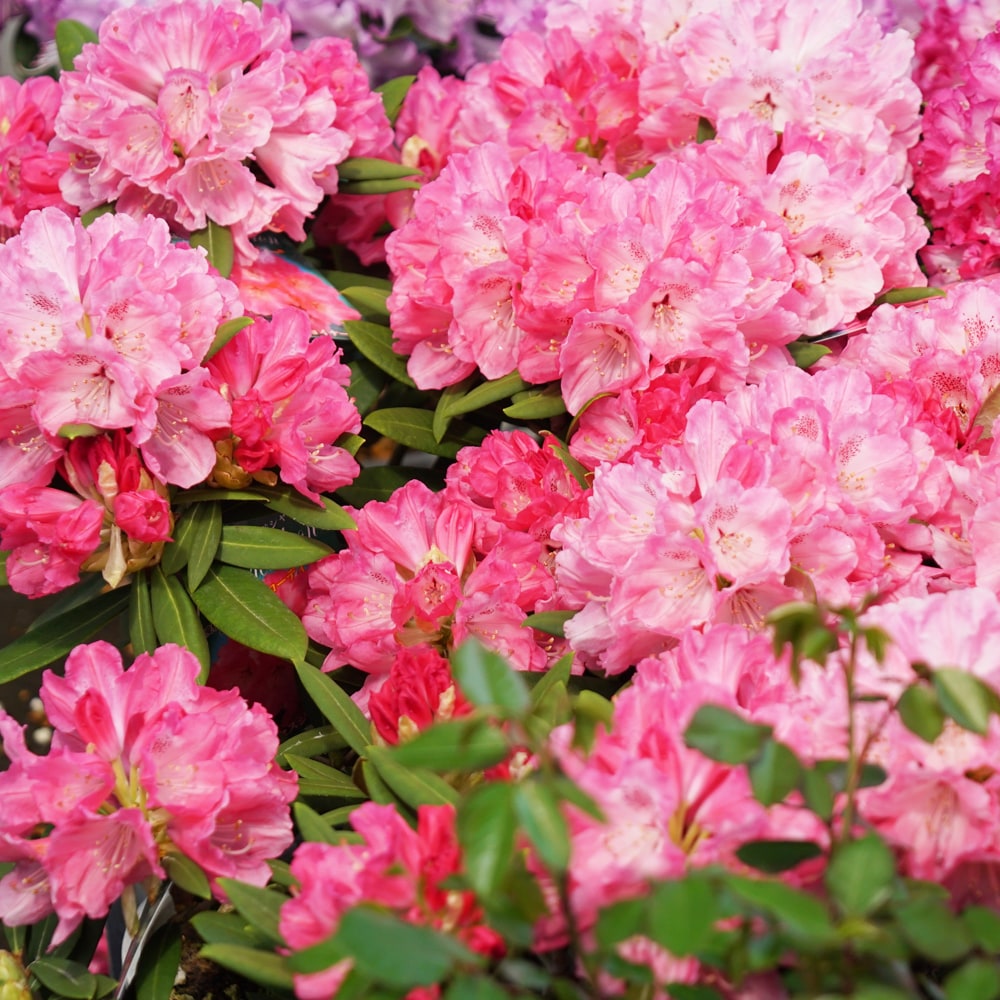 シャクナゲ ミセスジョイナー 2