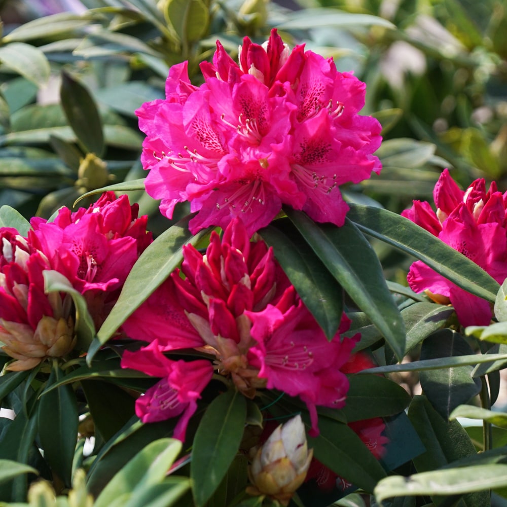 シャクナゲ 太陽 2