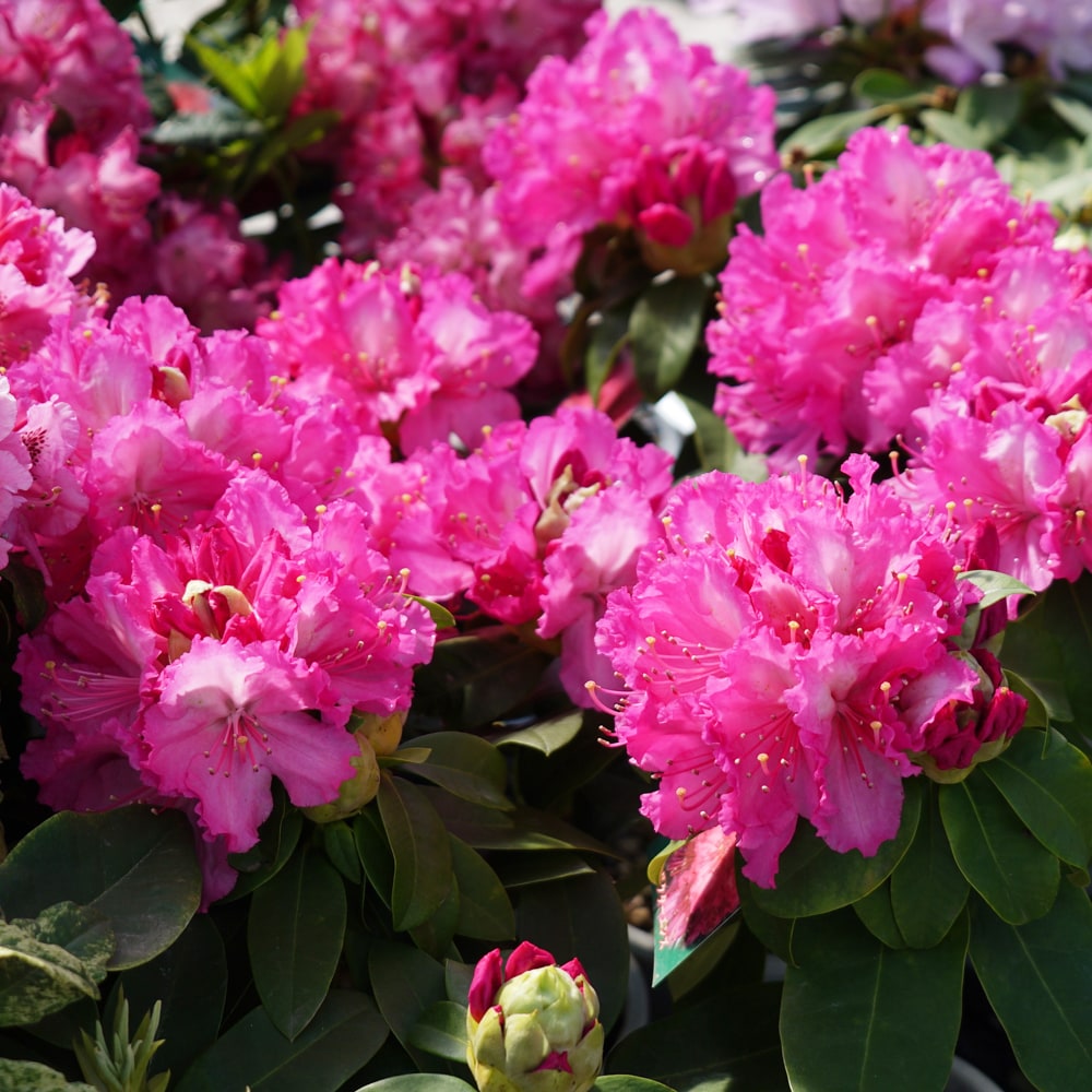 シャクナゲ ドクターエンズ 1