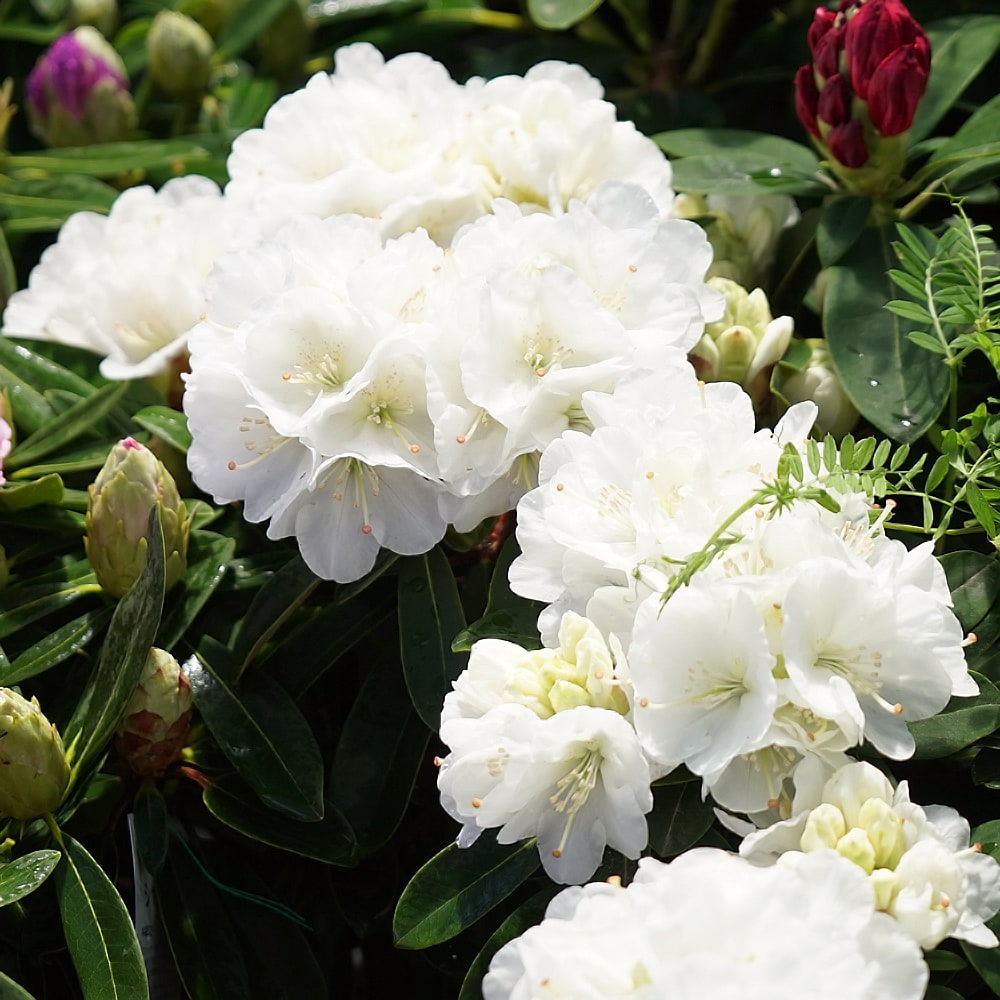 シャクナゲ 初雪 2