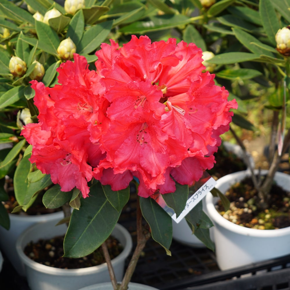 シャクナゲ マキターズプライズ 1