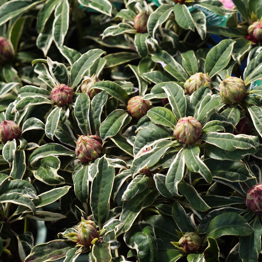 シャクナゲ シルビア21 1