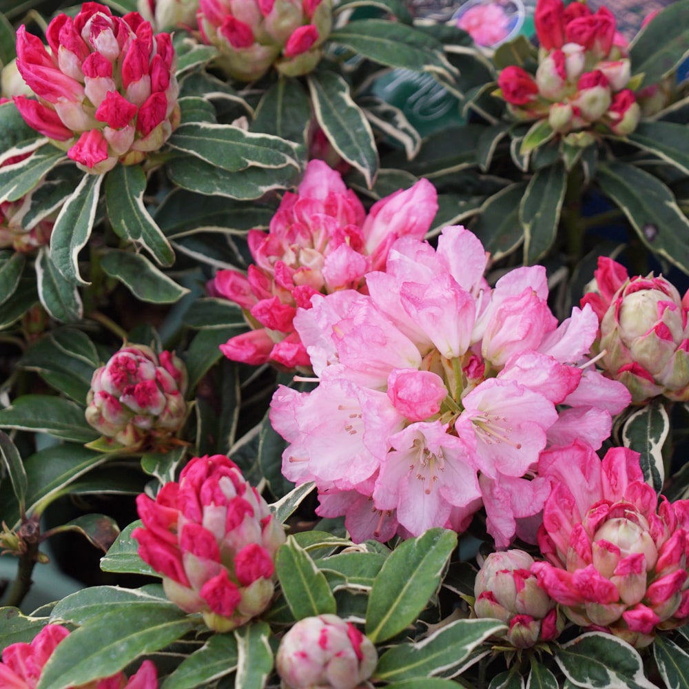 シャクナゲ シルビア21 