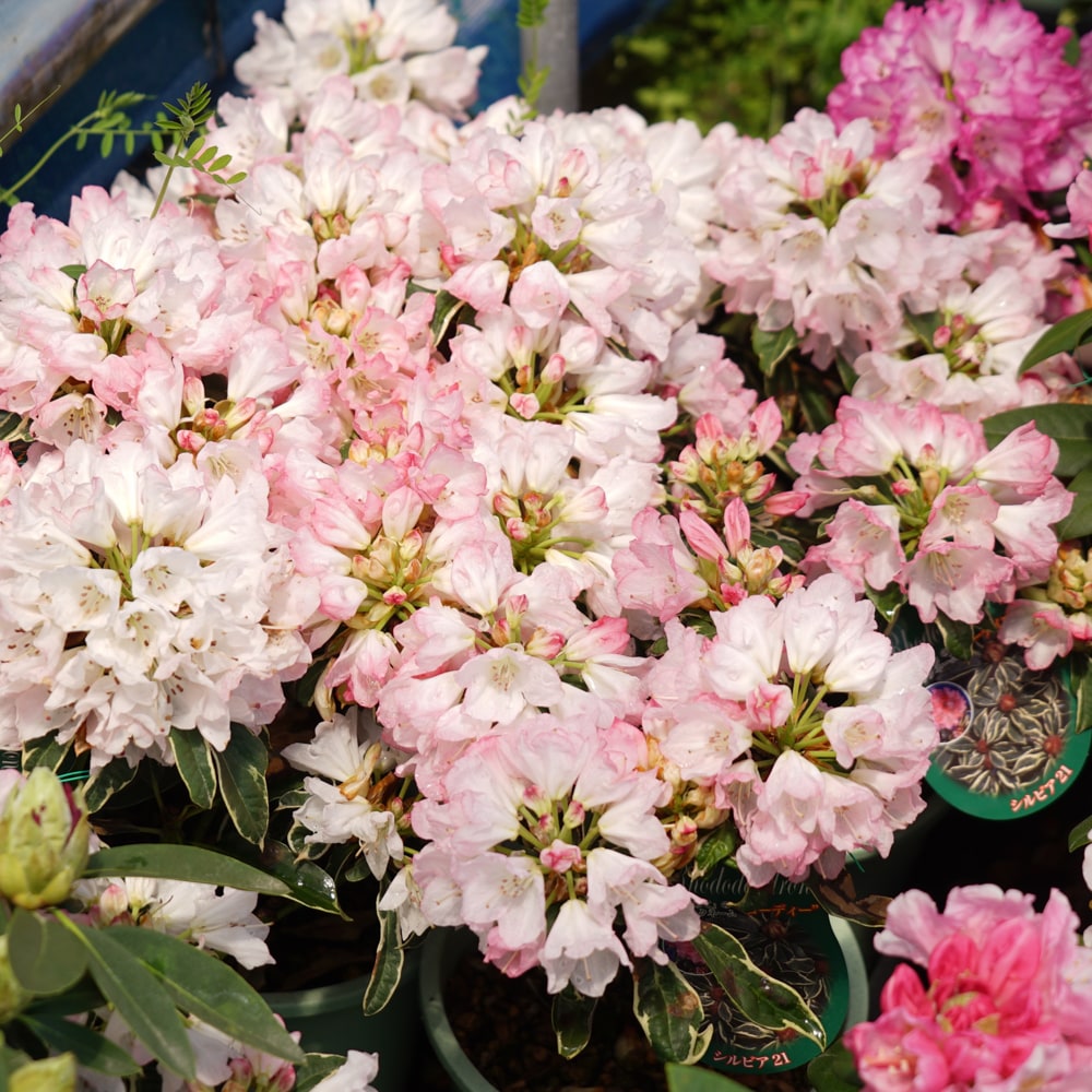 シャクナゲ シルビア21 3