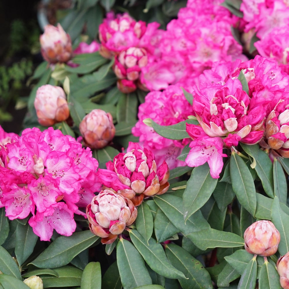 シャクナゲ わらべ唄 2