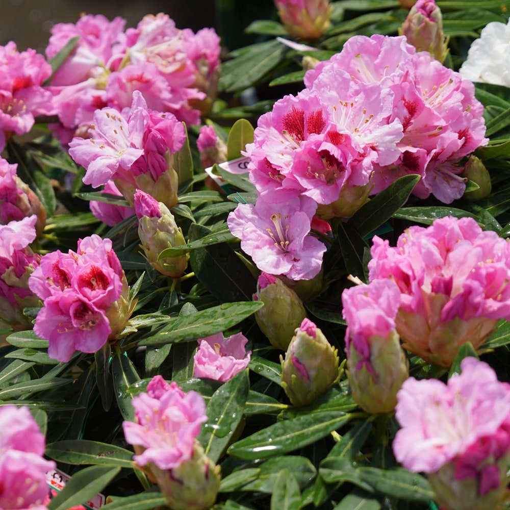 シャクナゲ 曙 3