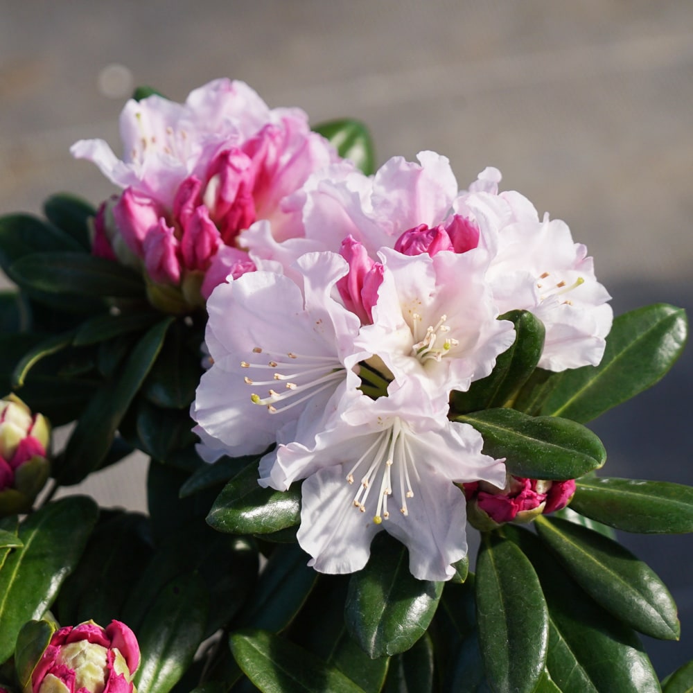 シャクナゲ ウェディングブーケ 2