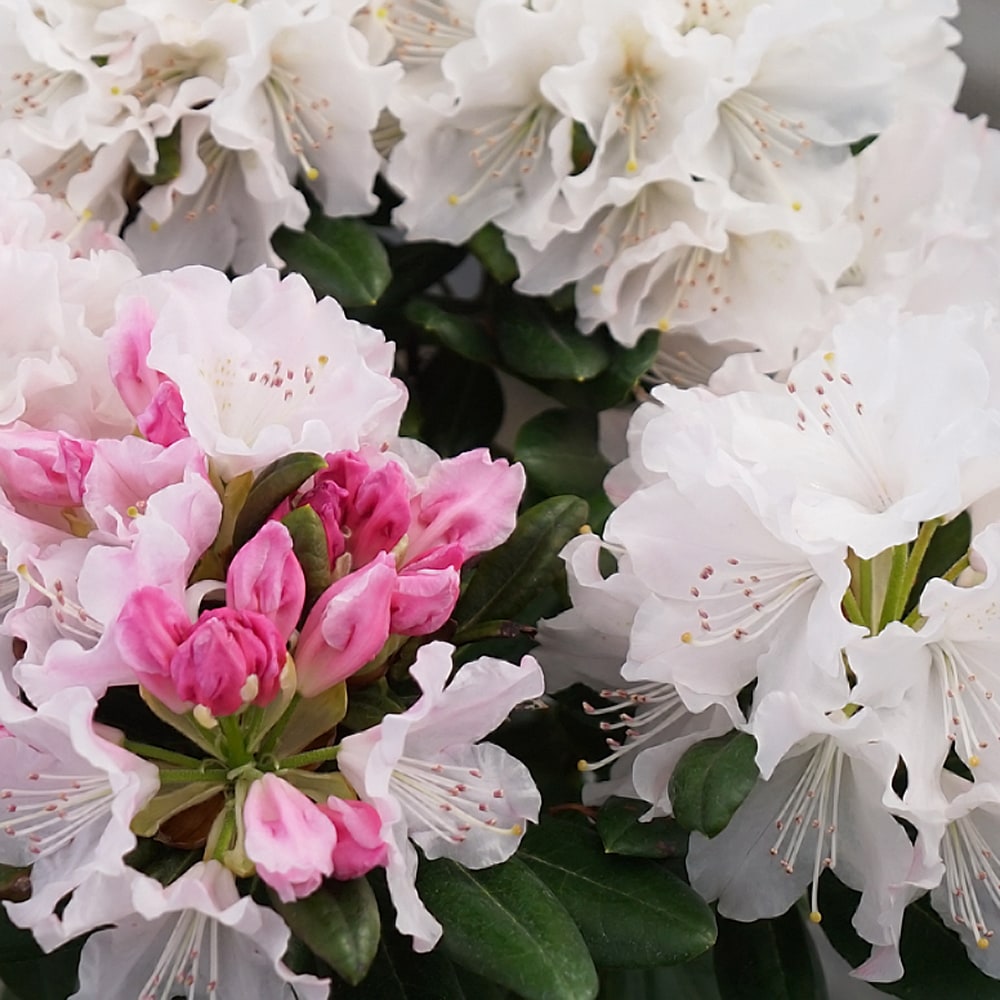 シャクナゲ ウェディングブーケ 1