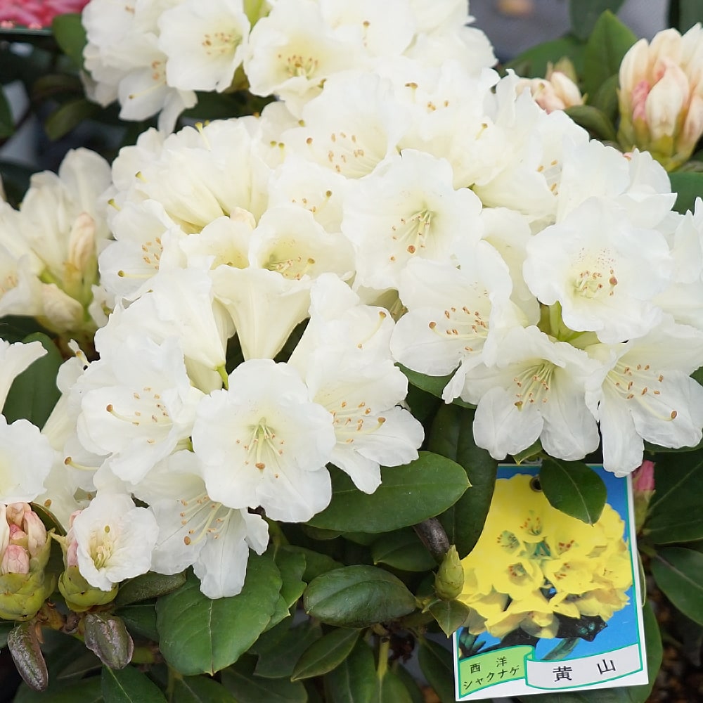 シャクナゲ 黄山 2