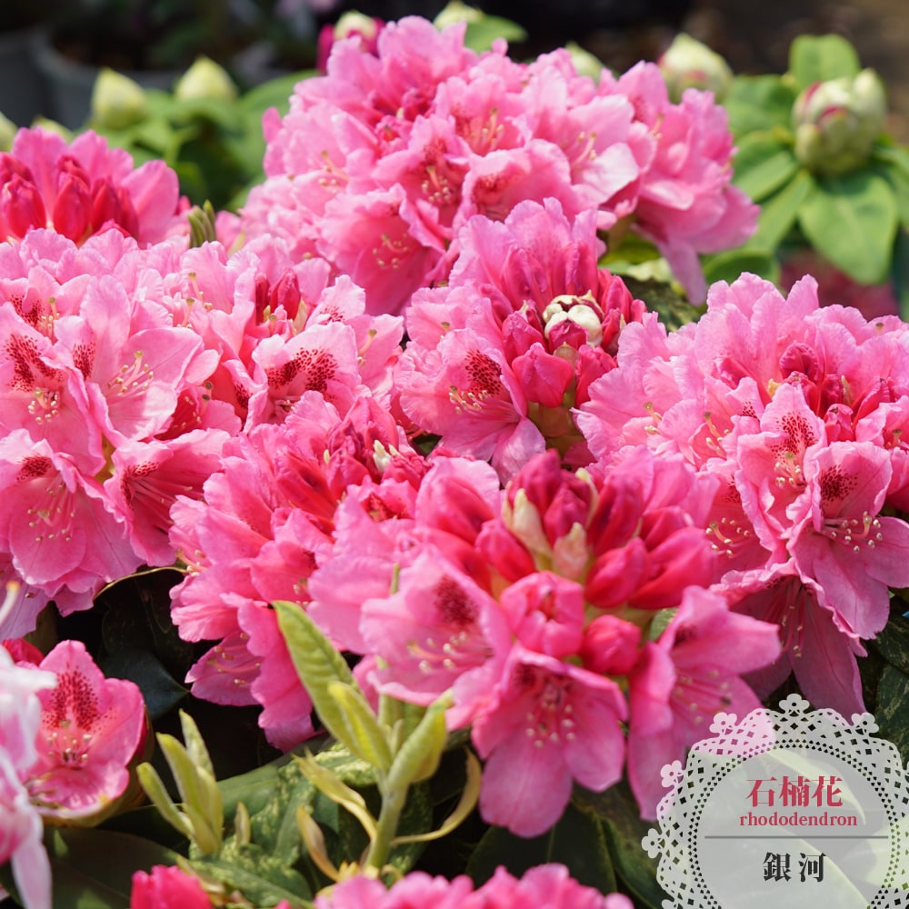 シャクナゲ 銀河 