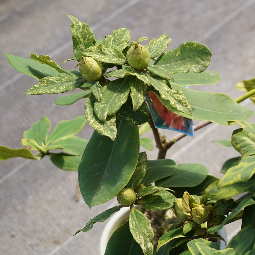 シャクナゲ 銀河 1